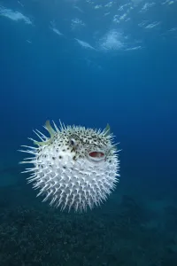 Osteichthyes Collection: Inflated spotted porcupinefish (Diodon hystrix), Maui, Hawaii