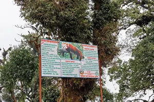 Information Prints: Information sign about Red panda (Ailurus fulgens) habitat in mossy Oak (Quercus sp)