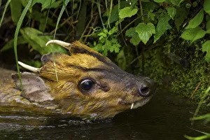 Injured Muntjac (Muntiacus reevesi) swimming in a small creek after unsuccessfully