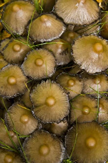 Images Dated 19th March 2009: Ink cap fungus {Coprinus acuminatus} in taiga woodland, autumn, Laponia / Lappland