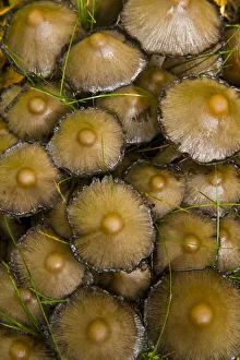 Groups Prints: Ink cap fungus {Coprinus acuminatus} in taiga woodland, autumn, Laponia / Lappland