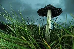 Gloomy Prints: Ink cap fungus (Coprinus comatus) growing on grass under a stormy sky