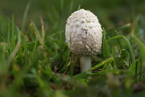 Lazio Prints: Ink cap fungus (Coprinus comatus) young fruiting body growing on grass
