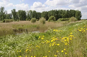 Inland wetland and scrub area, with Poplar (Populus) plantations in distance