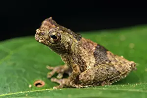 Spike Prints: Inotawa tree frog (Dendropsophus kamagarini) sitting on leaf
