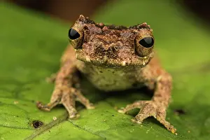 Spike Prints: Inotawa tree frog (Dendropsophus kamagarini) sitting on leaf