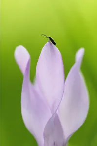 Images Dated 1st April 2009: Insect on Cyclamen (Cyclamen persicum) flower, Akamas peninsula, Cyprus, May 2009