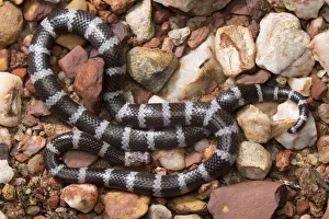 Elapid Prints: Intermediate bandy-bandy snake (Vermicella intermedia), Adelaide River
