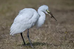 True Egret Prints: Intermediate egret (Egretta intermedia) feeding on dead songbird ( probably a Prinia sp)