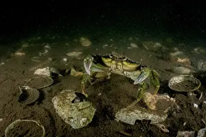 Invasive Prints: Invasive European green crab (Carcinus maenas) among dead seashells and a muddy seabed
