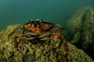 Invasive Prints: Invasive European green crabs (Carcinus maenas) uproot important seagrass and can out-compete native crab species