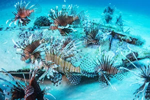 2019 July Highlights Gallery: Invasive Lionfish (Pterois volitans) which have taken over and are wiping out native