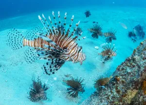 Invasive Lionfish (Pterois volitans) which have taken over and are wiping out native