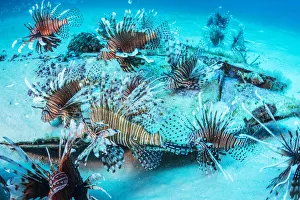 Scorpionfish Prints: Invasive Lionfish (Pterois volitans) which have taken over and are wiping out native