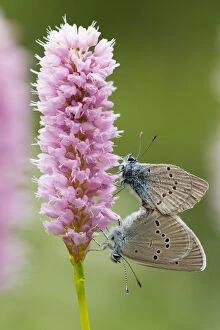 Butterflies & Moths Gallery: Iolas blue butterfly (Iolana iolas) pair mating on flowers, Aosta Valley, Gran Paradiso