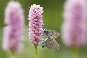 Images Dated 5th July 2016: Iolas blue butterfly (Iolana iolas) pair mating on flowers, Aosta Valley, Gran Paradiso