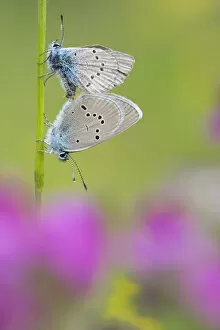 Iolas blue butterfly (Iolana iolas) pair mating, Aosta Valley, Gran Paradiso National Park, Italy