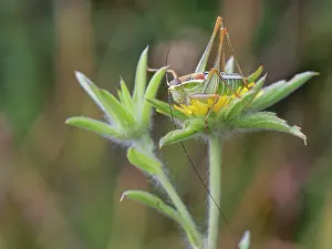 Asterales Prints: Ionian bright bush cricket (Poecilimon jonicus jonicus) female