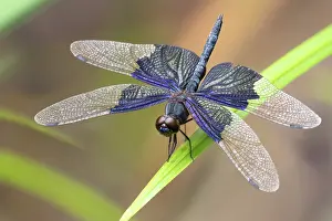 Damselfly Prints: Iridescent flutterer (Rhyothemis braganza) resting on a leaf over a spring fed creek