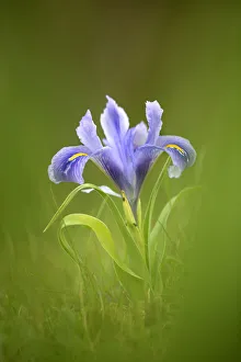 Iridaceae Prints: Iris (Iris sp) Alcal de Guadaira, Seville, Spain