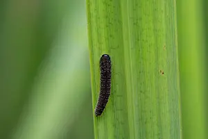 Tenthredinidae Prints: Iris sawfly (Rhadinoceraea micans) larva on Yellow iris (Iris pseudacorus) leaf