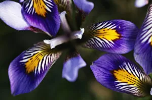 Images Dated 16th April 2009: (Iris unguicularis cretensis) flowers, Katharo, Crete, Greece, April 2009