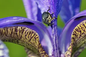 Rhinotia Prints: Iris weevil (Mononychus punctumalbum) on Siberian iris (Iris sibirica) flower