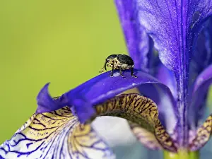 Iridaceae Prints: Iris weevil (Mononychus punctumalbum) on Siberian iris (Iris sibirica) petal