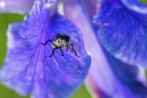 Rhinotia Prints: Iris weevil (Mononychus punctumalbum) on Siberian iris (Iris sibirica) petal