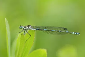 Images Dated 16th June 2011: Irish damselfly (Coenagrion lunulatum) on leaf, Montiaghs Moss, County Antrim