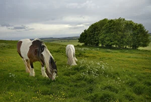 Irish Gypsy cob (Equus caballus) grey stallion and piebald mare grazing on rough