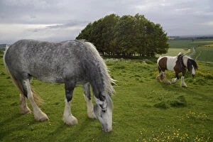 Friendship Collection: Two Irish Gypsy cob mares (Equus caballus), one dapple grey - grazing and one piebald