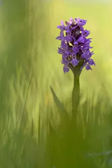 Purple Gallery: Irish march orchid (Dactylorhiza majalis) in flower, Sainte Marguerite, France, May
