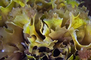 Algae Gallery: Irish Moss (Chondrus crispus) English Channel, off the coast of Sark, Channel Islands