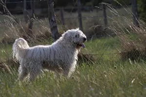 France Prints: Irish Soft coated wheaten terrier, portrait, Alsace, France. September