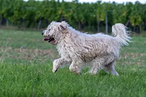 France Prints: Irish Soft coated wheaten terrier running in a field, Alsace, France. September