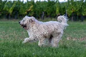 France Prints: Irish Soft coated wheaten terrier running in a field, Alsace, France. September