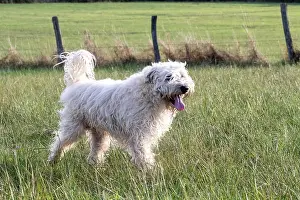 France Prints: Irish Soft coated wheaten terrier walking in a field, Alsace, France. September