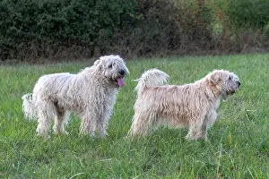 France Prints: Two Irish Soft coated wheaten terriers, portrait, Alsace, France. September