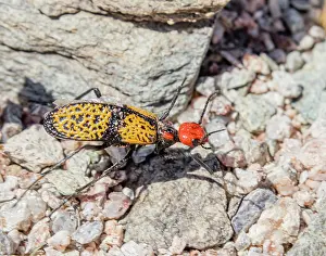 Tenebrionoidea Prints: Iron cross blister beetle (Tegrodera aloga) showing warning colouration advertising toxic secretions