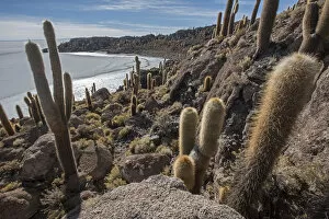 Isla / Island Incahuasi with cacti in the Salar de Uyuni salt flat, Altiplano, Bolivia