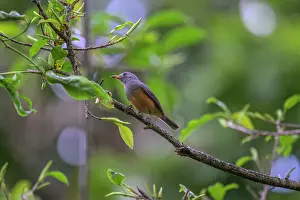 New Ireland Prints: Island monarch (Monarcha cinerascens) perched on branch