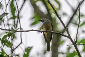 New Ireland Prints: Island monarch (Monarcha cinerascens) perched in tree