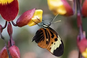 Ismenius tiger butterfly (Heliconius ismenius), Mindo, Ecuador