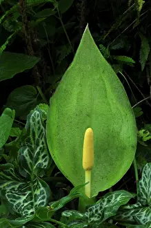 Alismatales Prints: Italian lords and ladies (Arum italicum) in flower. Dorset, England, UK. May