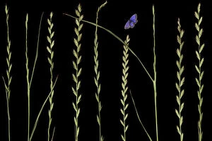 Seeds Gallery: Italian rye grass (Lolium multiflorum) and Silver studded blue butterfly (Plebejus