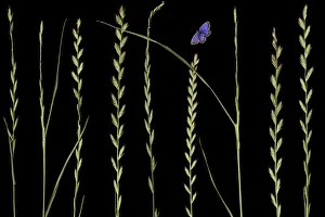 Butterflies Prints: Italian rye grass (Lolium multiflorum) and Silver studded blue butterfly (Plebejus