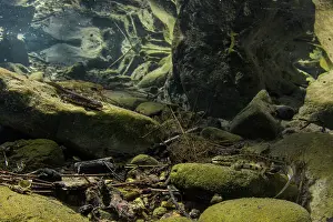 Stones Prints: Italian smooth newt (Lissotriton vulgaris meridionalis) pair resting on rocks in pool