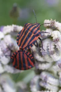 Umbelliferae Prints: Two Italian stink bugs (Graphosoma italicum) on Mediterranean hartwort (Tordylium