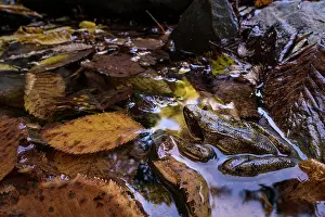 Rana Prints: Italian stream frog (Rana italica) sitting in leaf-filled pond, Genova, Italy